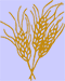 wheat